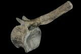 Hadrosaur Caudal Vertebra - Two Medicine Formation, Montana #129794-3